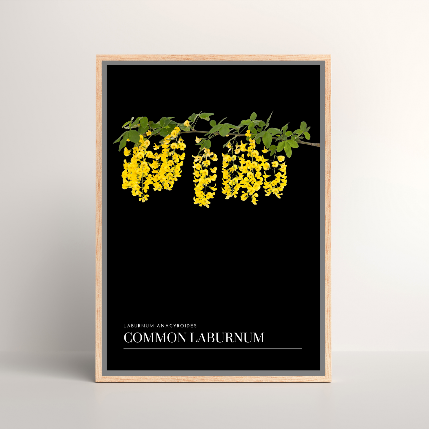 Common Laburnum