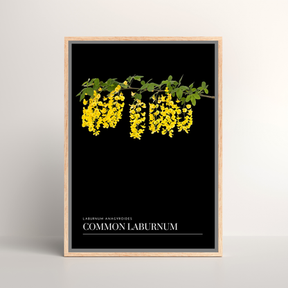 Common Laburnum