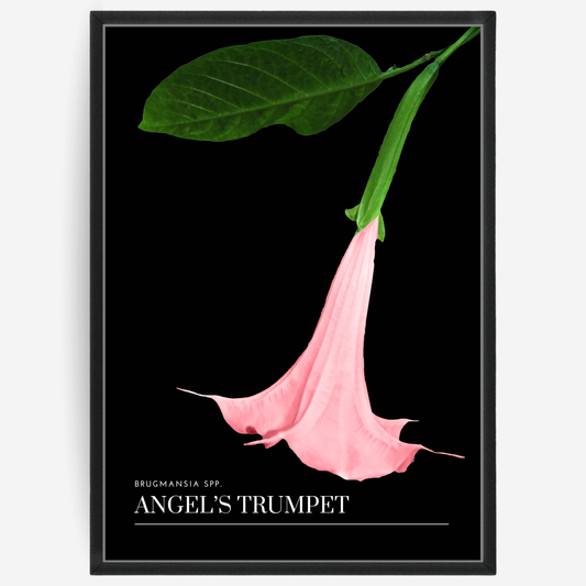 Angel's Trumpet