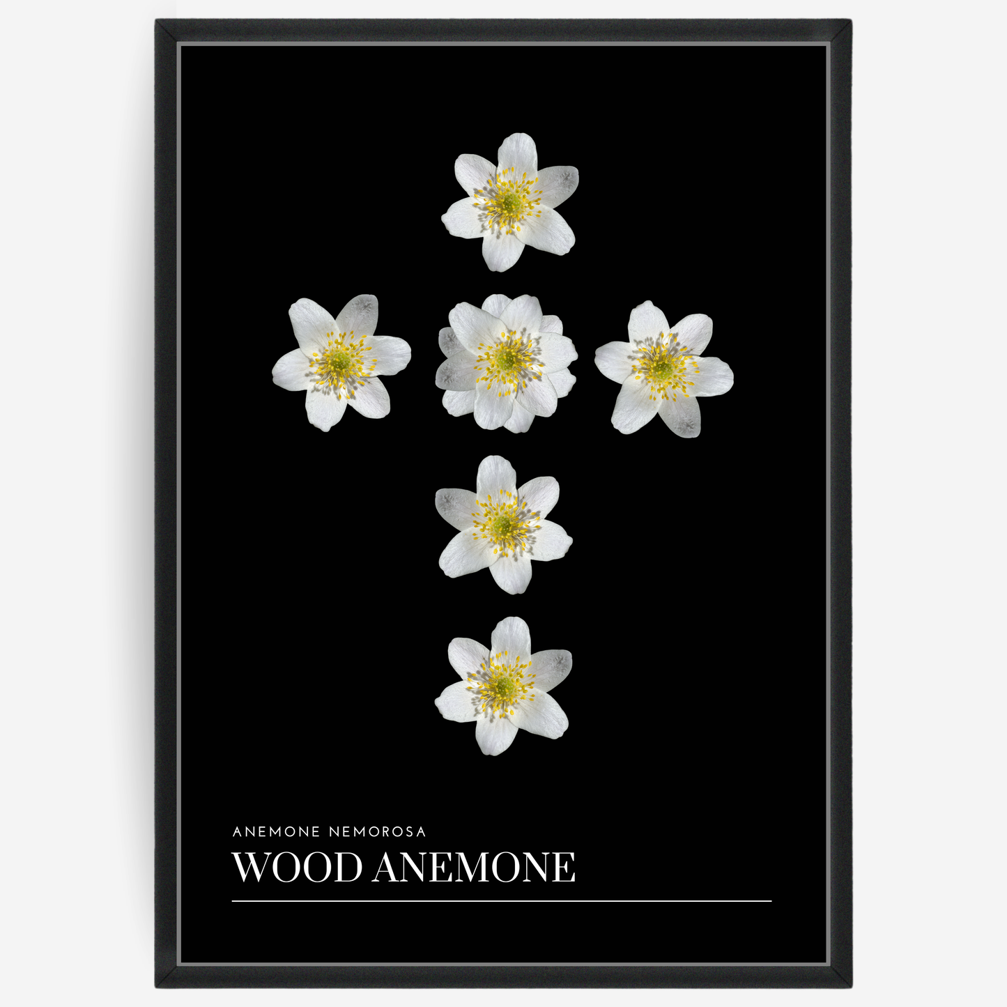Wood Anemone