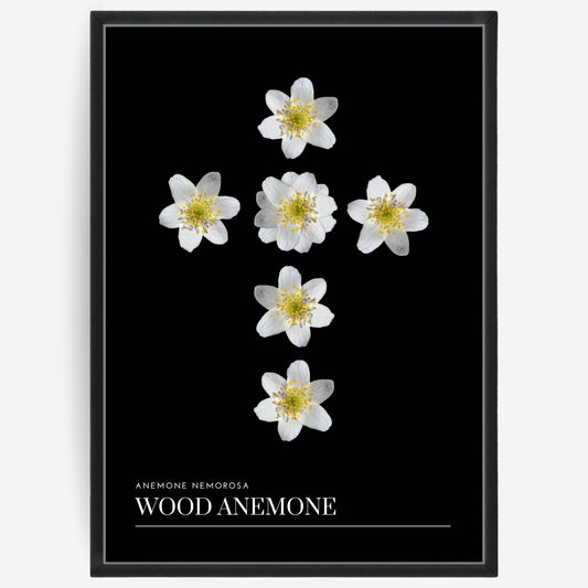 Wood Anemone