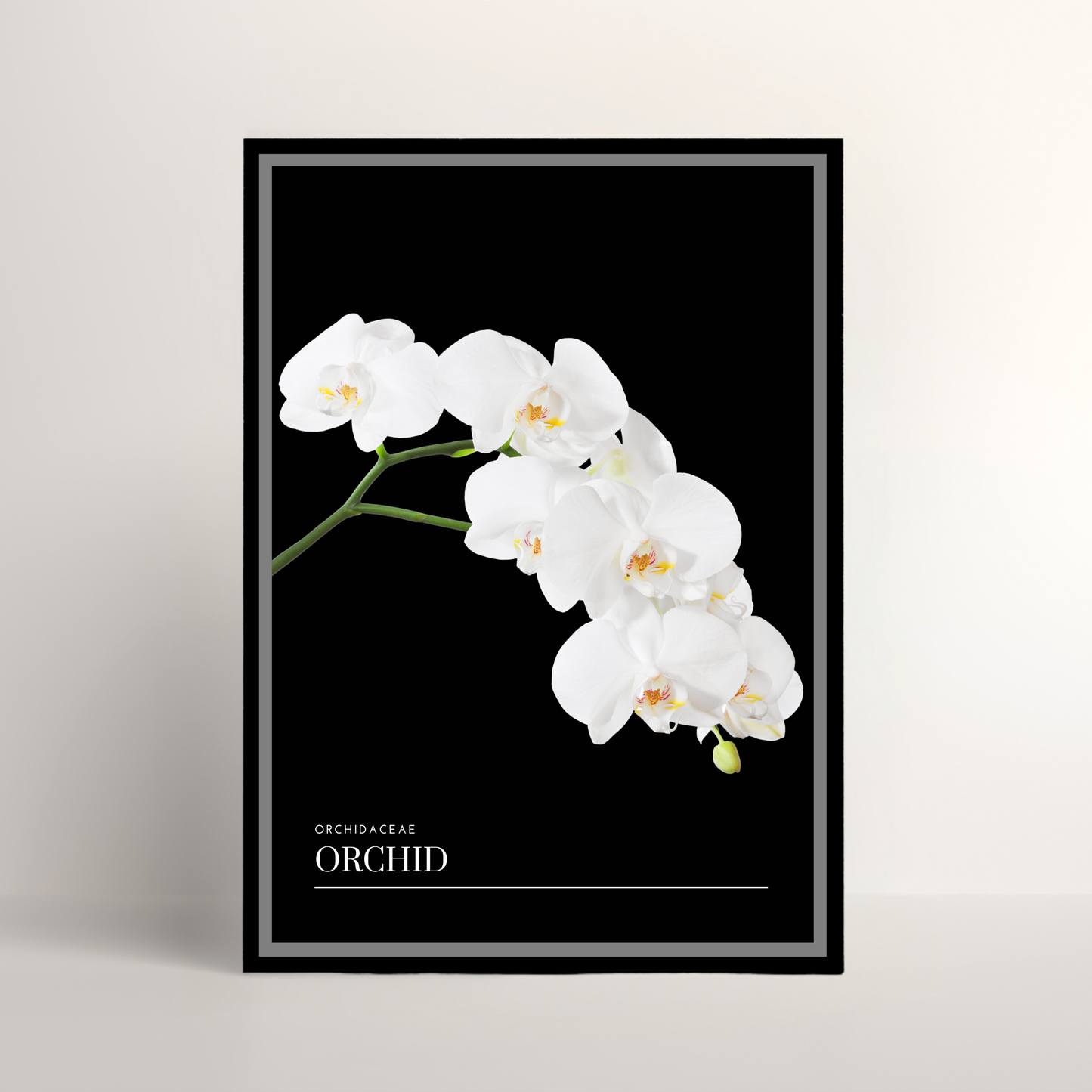 Orchid