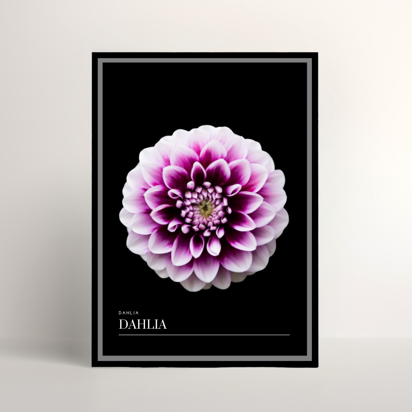 Dahlia