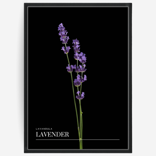 Lavender