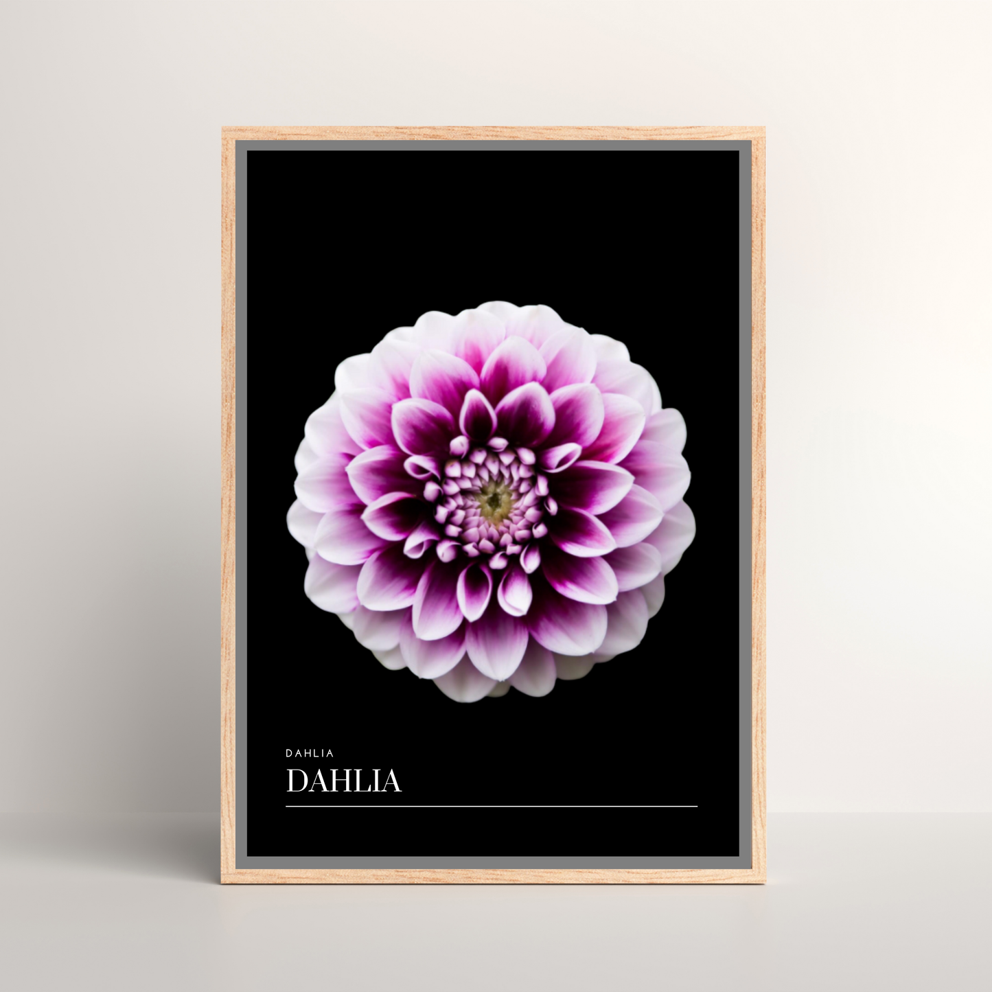 Dahlia