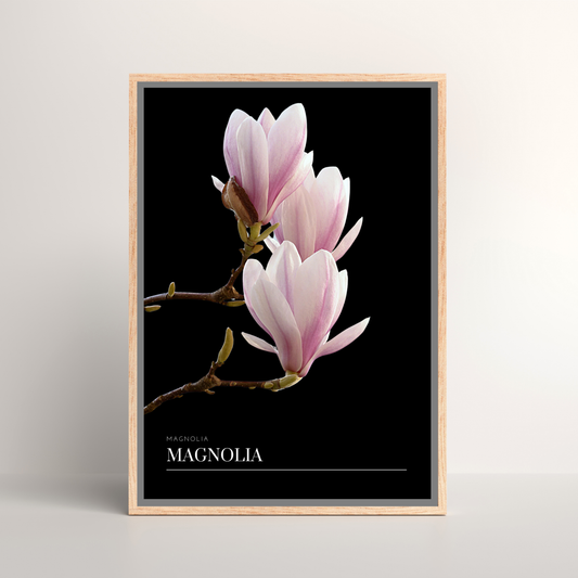 Magnolia