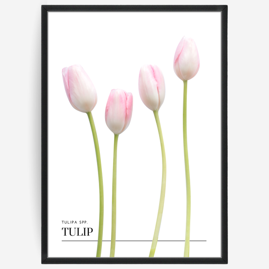 Tulip