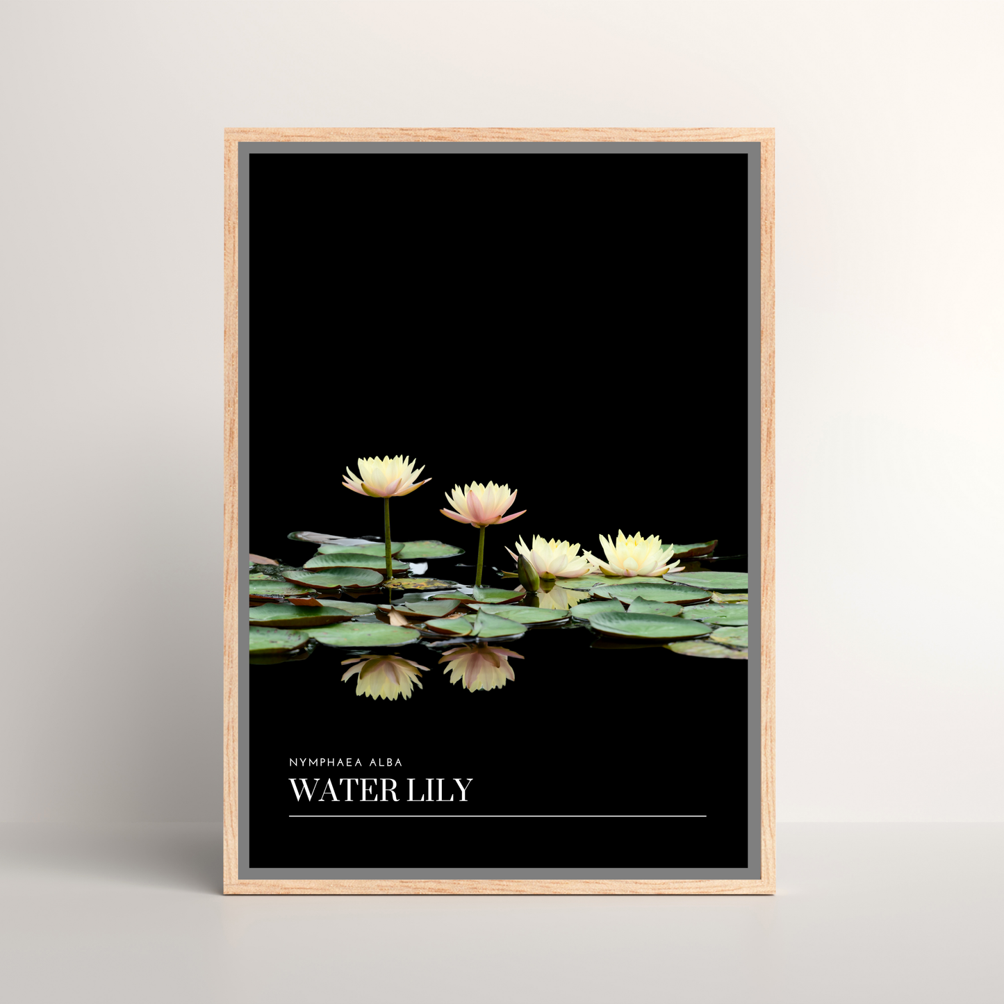 Water Lily