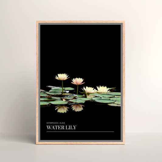 Water Lily