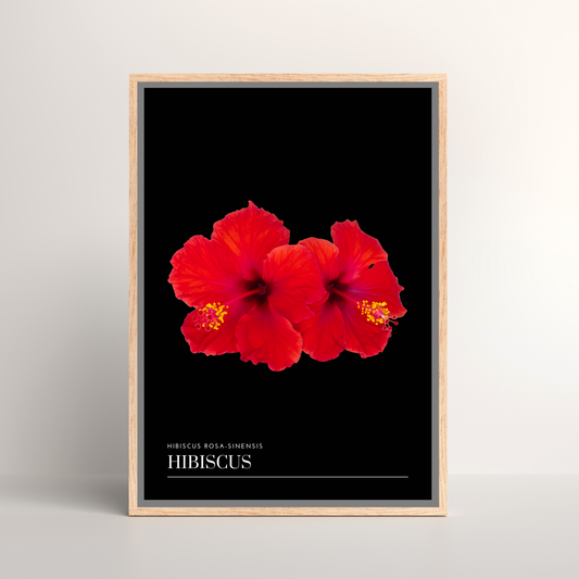 Hibiscus