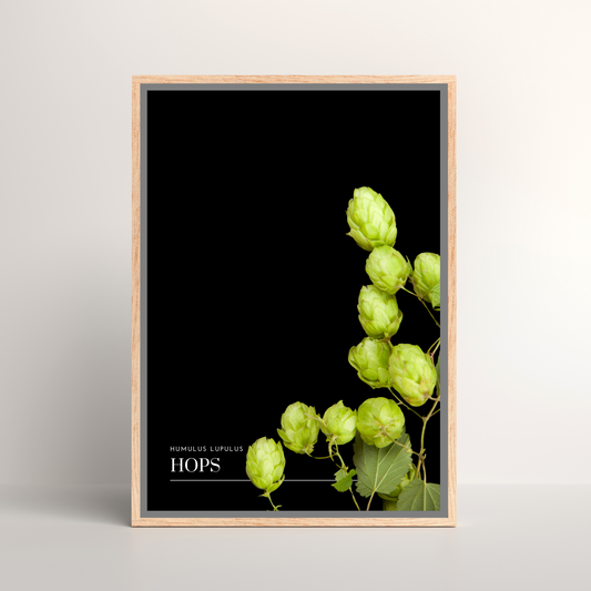 Hops