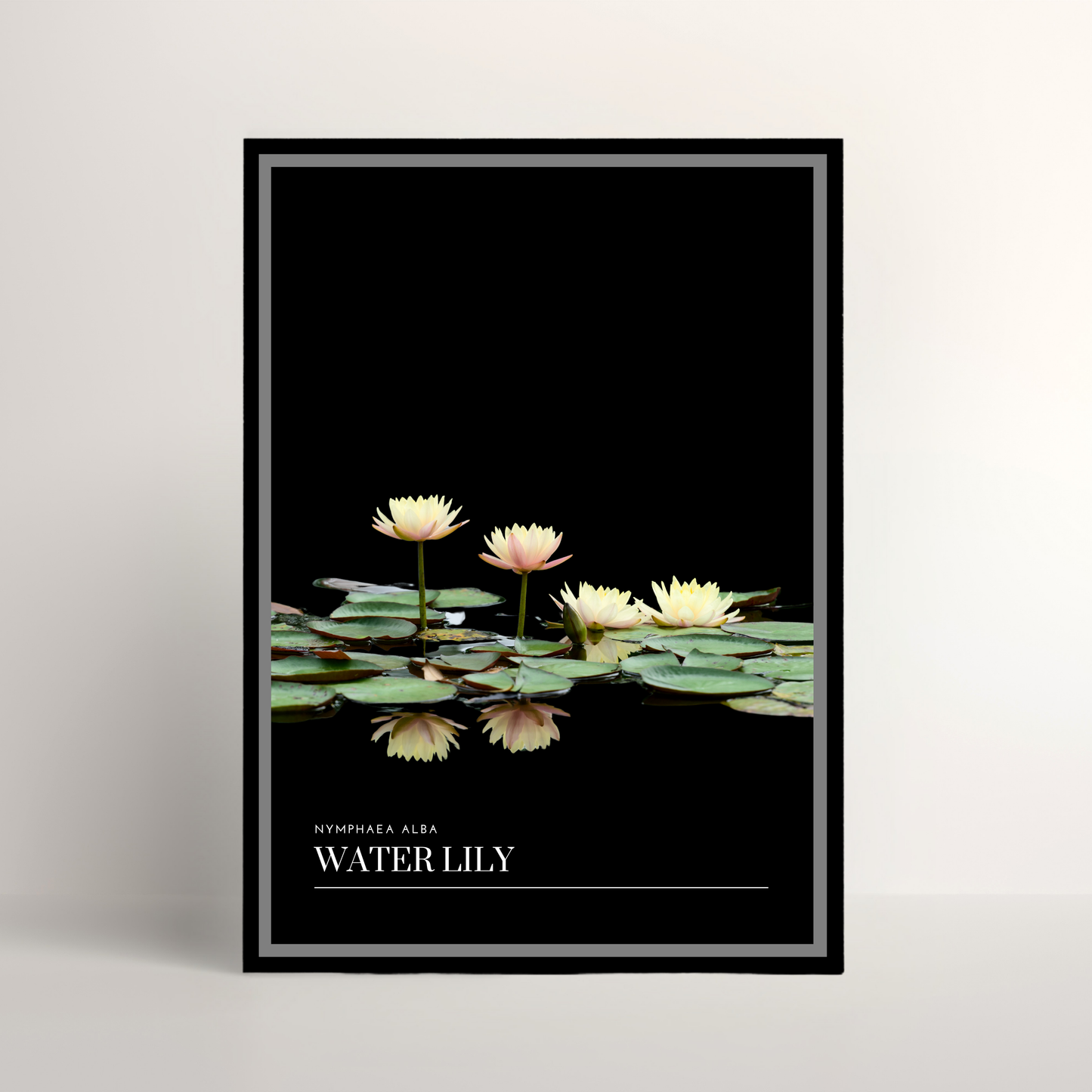 Water Lily