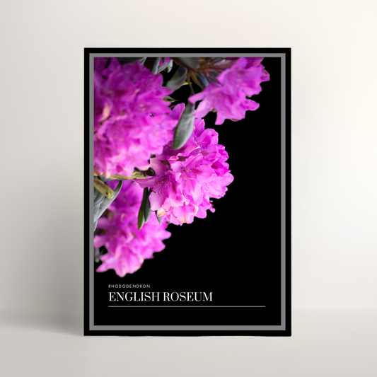 English Roseum