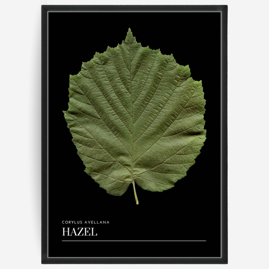 Hazel