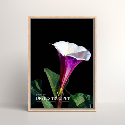Devil's Trumpet