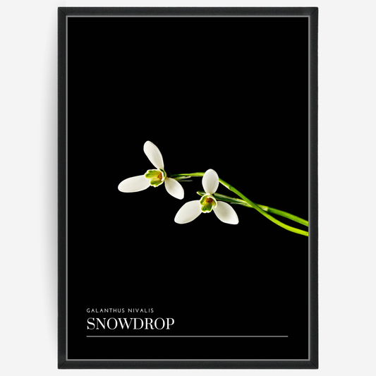 Snowdrop