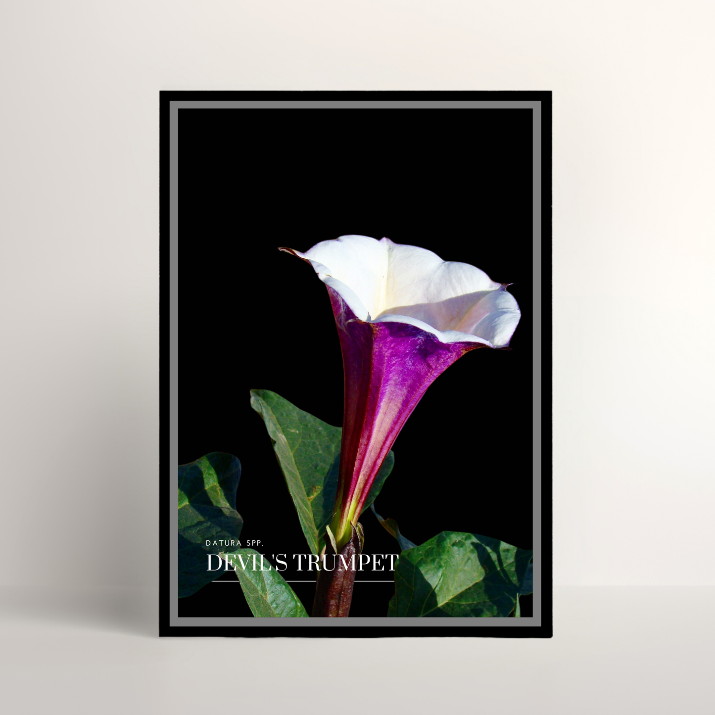 Devil's Trumpet
