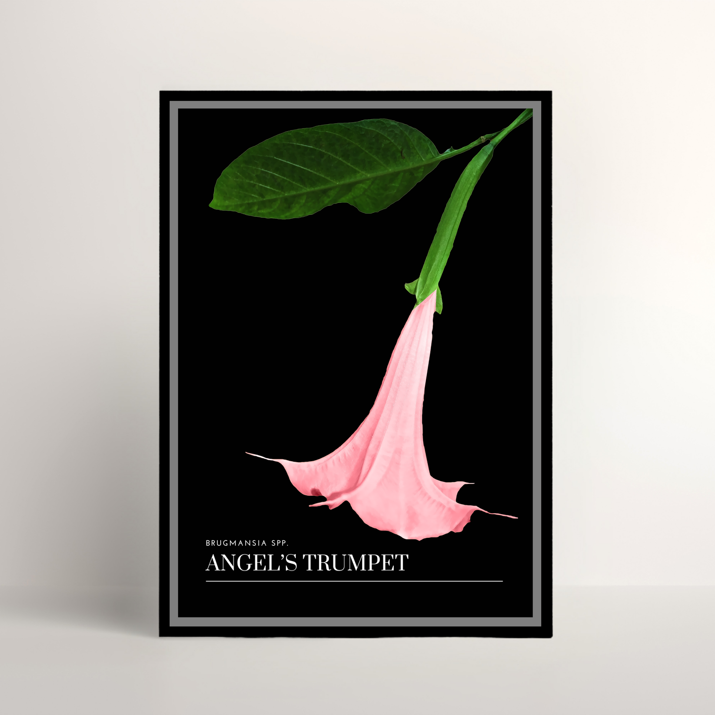 Angel's Trumpet