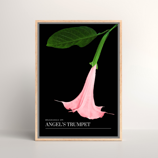 Angel's Trumpet