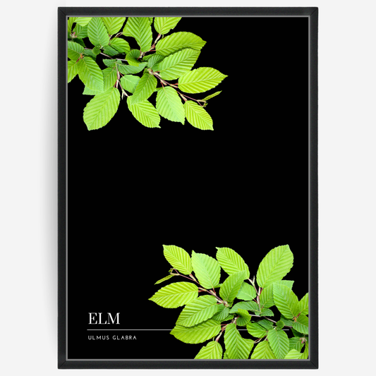 Elm
