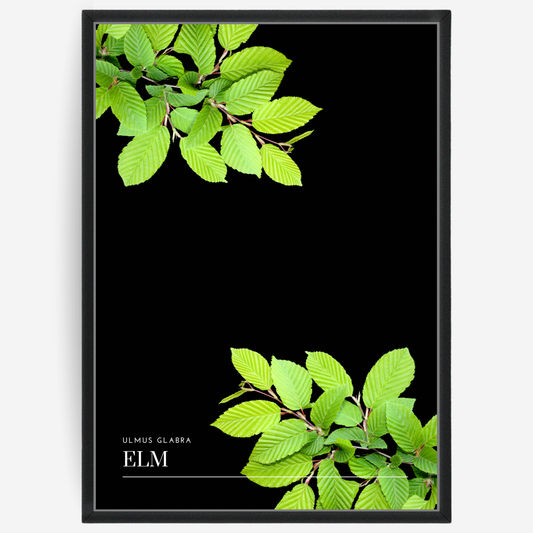 Elm