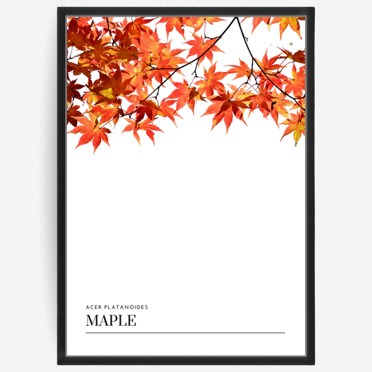 Maple