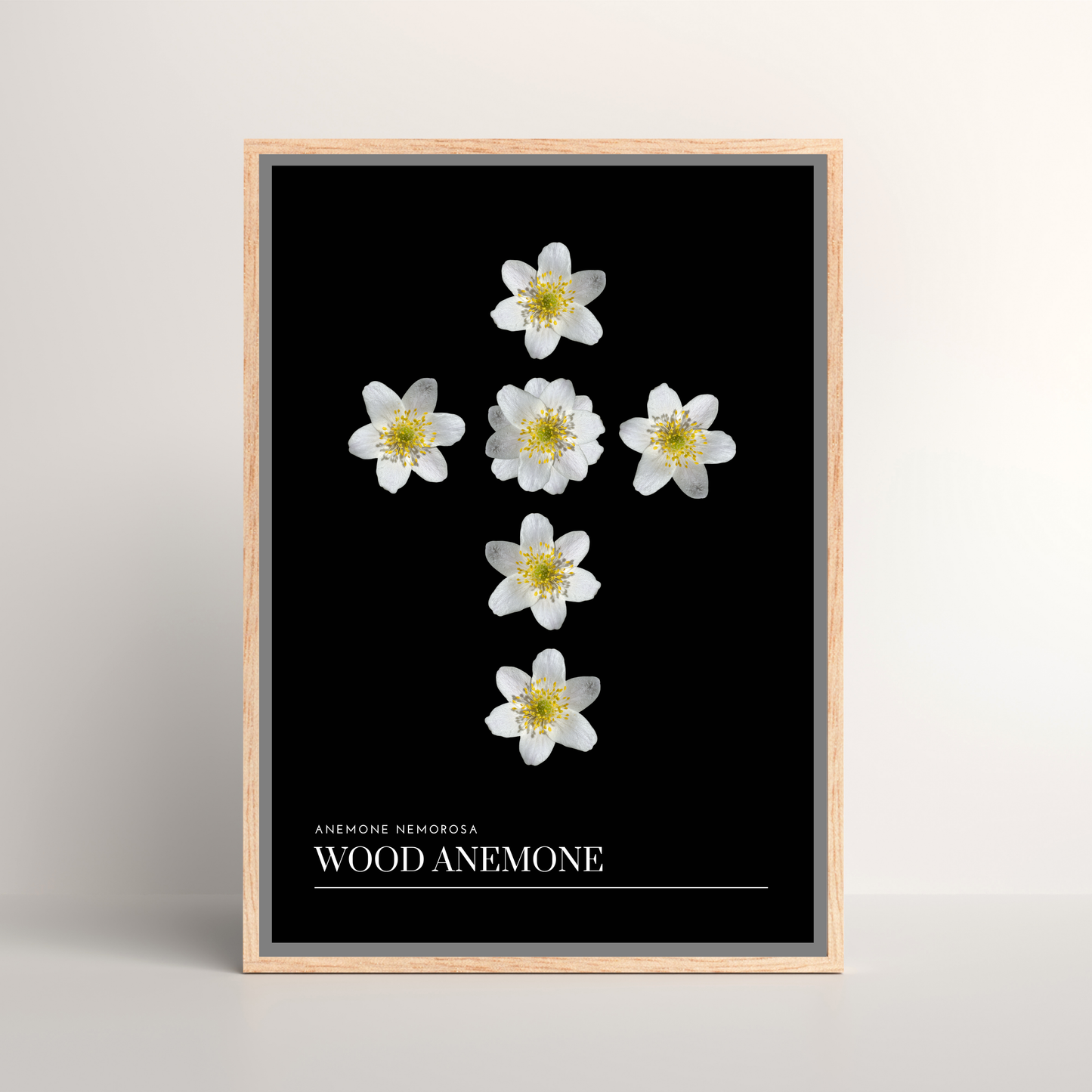 Wood Anemone