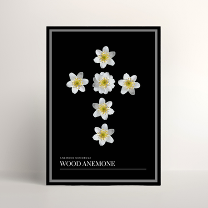 Wood Anemone