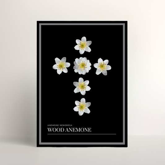 Wood Anemone