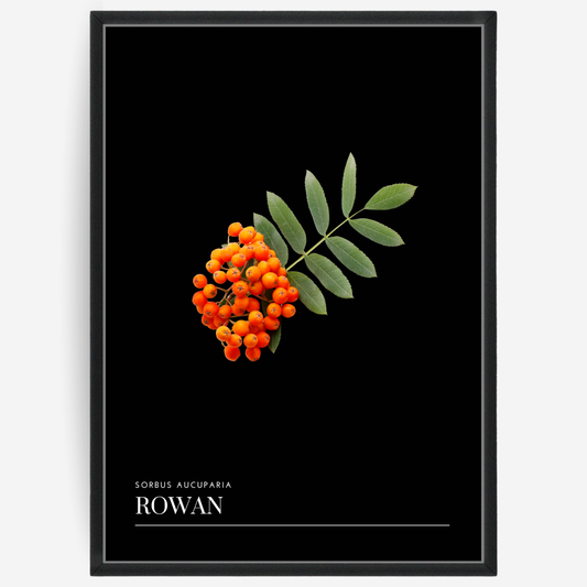 Rowan