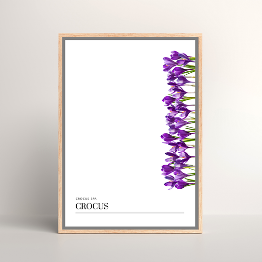 Crocus