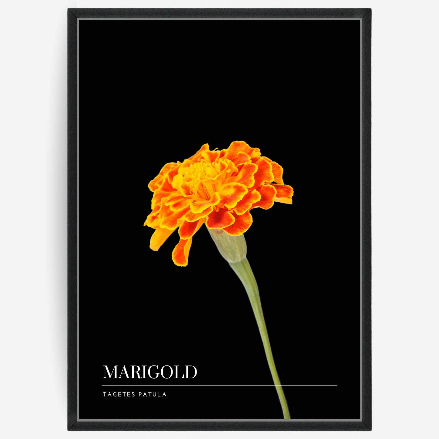 Marigold
