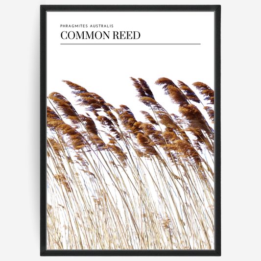 Common Reed