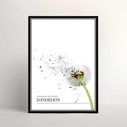 Dandelion