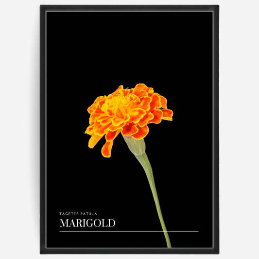 Marigold