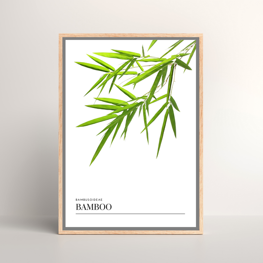 Bamboo