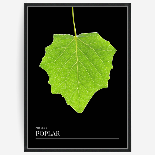 Poplar