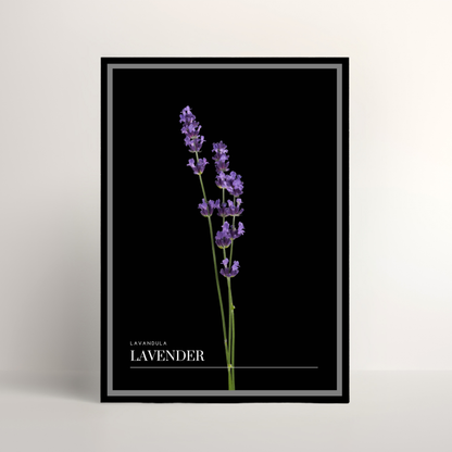 Lavender