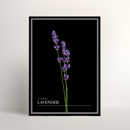 Lavender