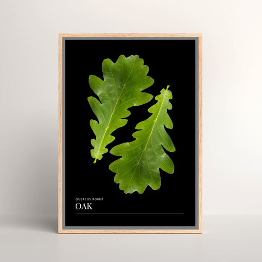Oak