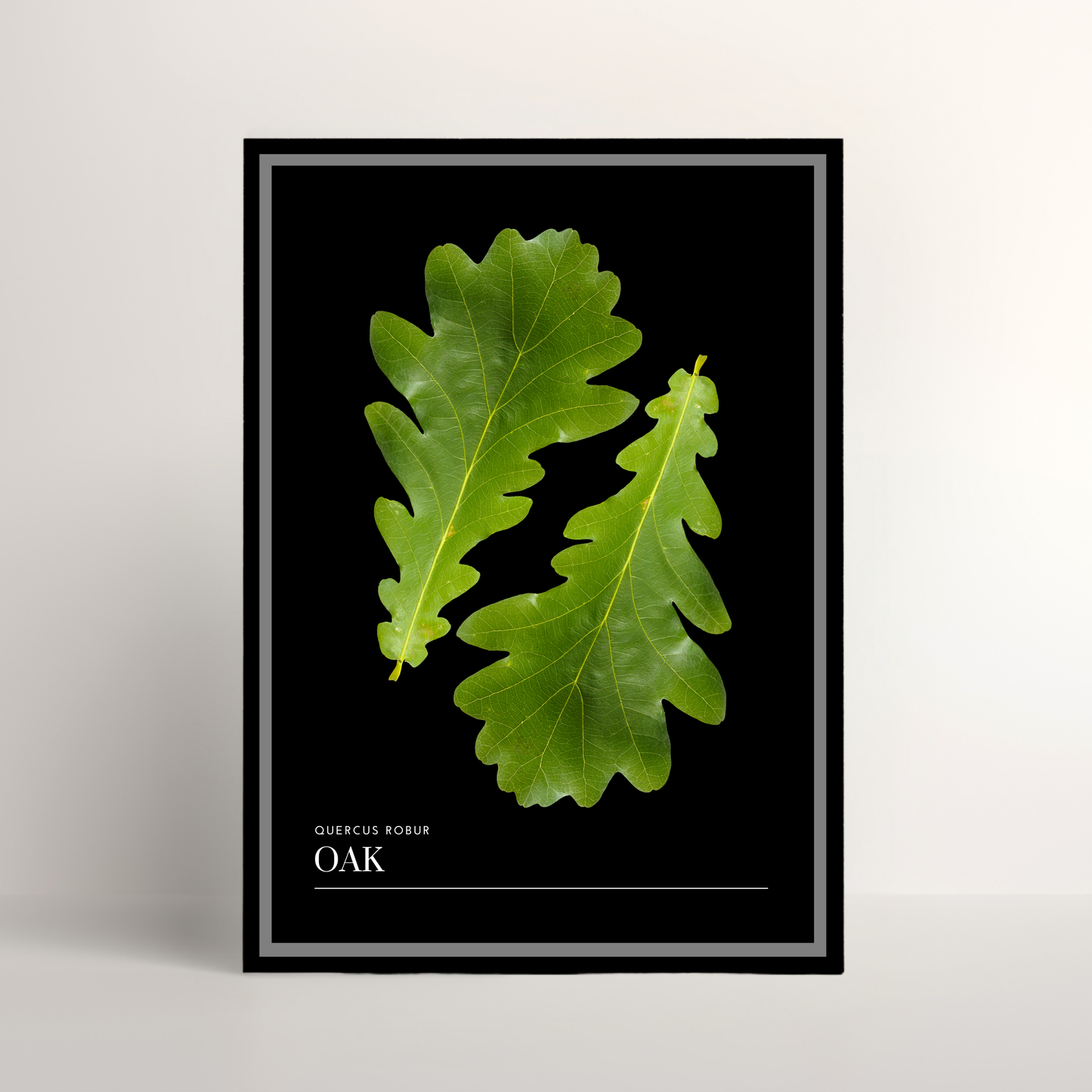 Oak
