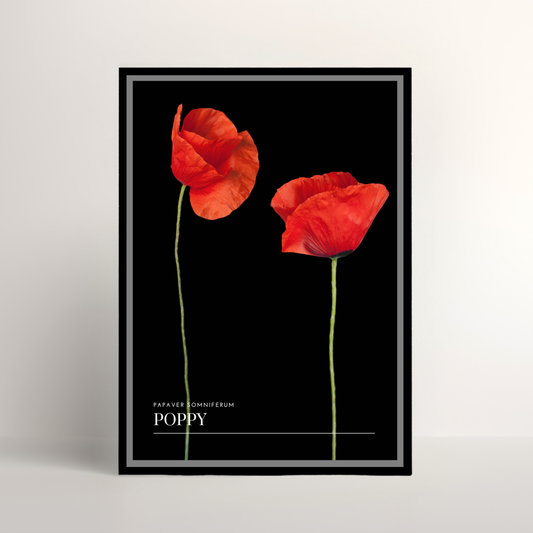 Poppy