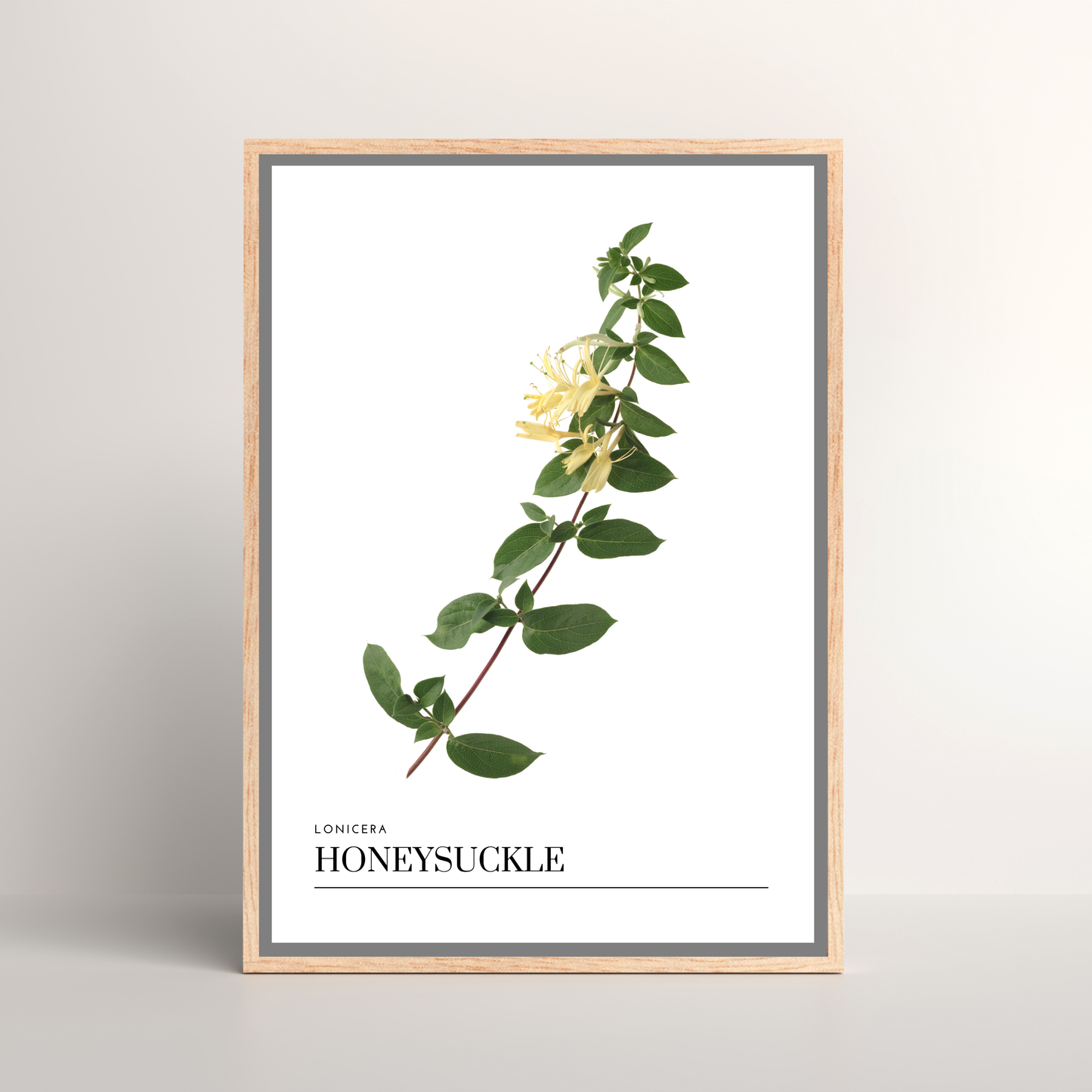 Honeysuckle