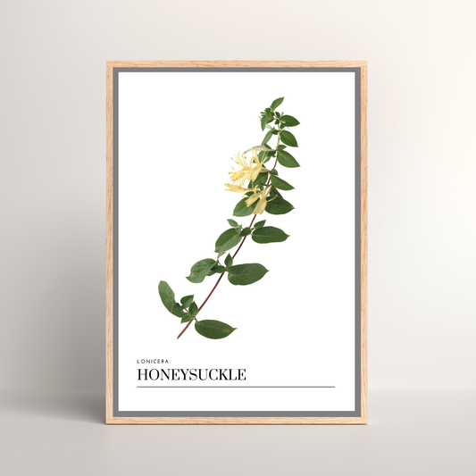 Honeysuckle