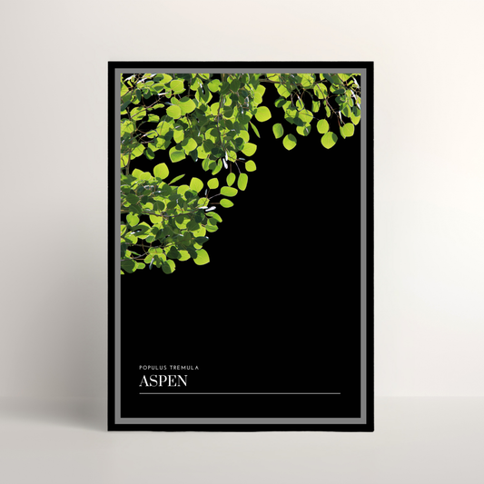 Aspen