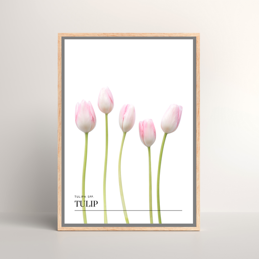 Tulip