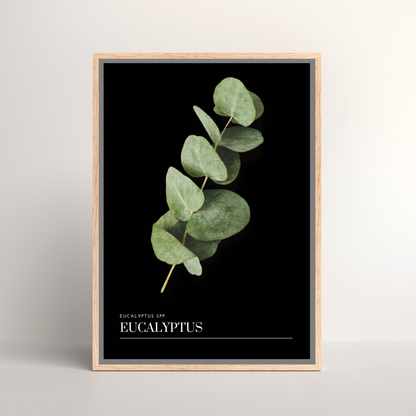 Eucalyptus