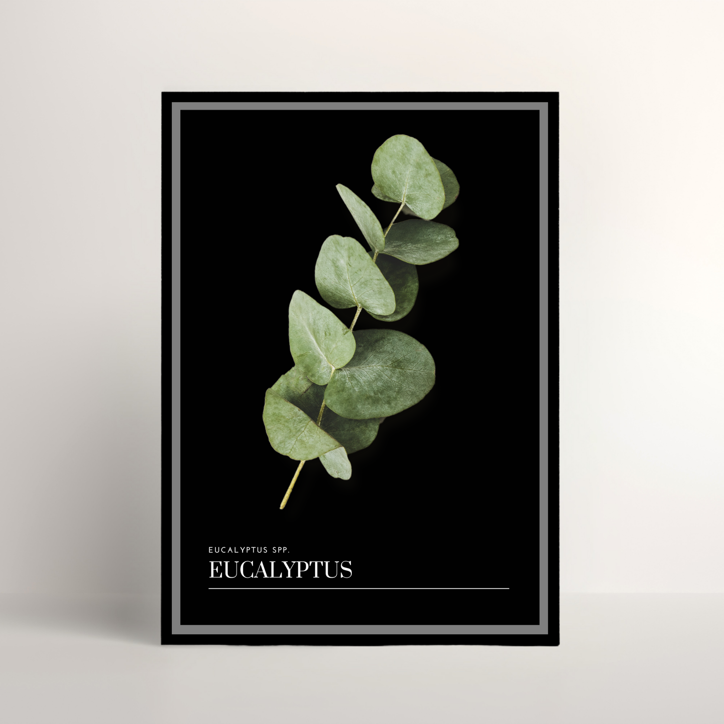Eucalyptus