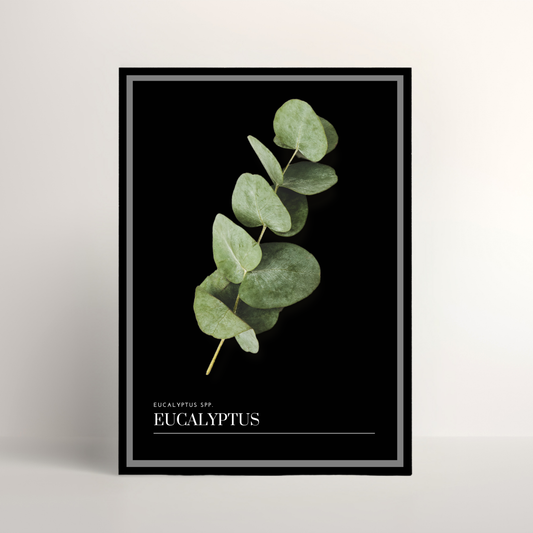 Eucalyptus