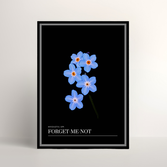 Forget-Me-Not